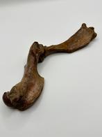 Voorarm pleistocene Zadelrob NL, Ophalen of Verzenden, Fossiel