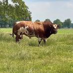 Dikbil sperma verbeterd roodbont alex dekstier, Dieren en Toebehoren, Runderen, Mannelijk, 0 tot 2 jaar