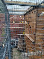 Kanaries uit buiten volière, Dieren en Toebehoren, Vogels | Kanaries, Meerdere dieren, Kleurkanarie