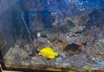 Gele doktersvis Zebrasoma flavescens, Vis, Zoutwatervis
