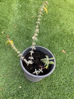 Vlinderstruik stek, Tuin en Terras, Planten | Tuinplanten, Volle zon, Vaste plant, Zomer, Ophalen