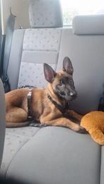 Mechelse herder teef, Dieren en Toebehoren, Rabiës (hondsdolheid), 15 weken tot 1 jaar, Teef, Eén hond