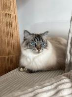 Ragdoll zonder stamboom, Dieren en Toebehoren, Katten en Kittens | Raskatten | Langhaar, Poes