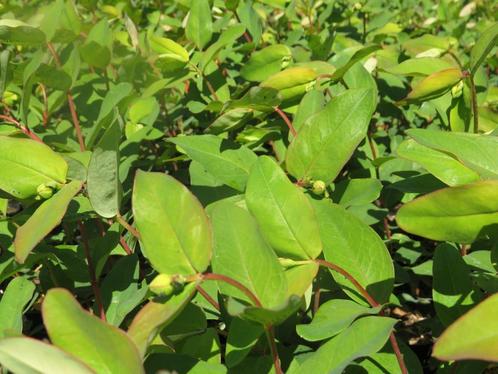 Hertshooi, Hypericum Calisinum. Bodembedekker, Tuin en Terras, Planten | Struiken en Hagen, Struik, Overige soorten, Minder dan 100 cm