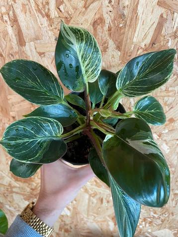 Philodendron Birkin beschikbaar voor biedingen
