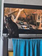 Liefdevol baasje gezocht, Dieren en Toebehoren, Kater