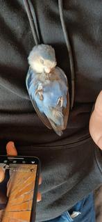 Gevraagd, Dieren en Toebehoren, Vogels | Kanaries, Geslacht onbekend