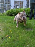American bully pocket teef, Dieren en Toebehoren, Honden | Bulldogs, Pinschers en Molossers, Particulier, Rabiës (hondsdolheid)