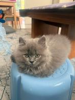 Brits kort-langhaar kitten, Dieren en Toebehoren, Katten en Kittens | Overige Katten, Kortharig, 0 tot 2 jaar