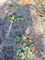 Rabarber planten, Tuin en Terras, Planten | Tuinplanten, Ophalen, Zomer, Overige soorten, Volle zon