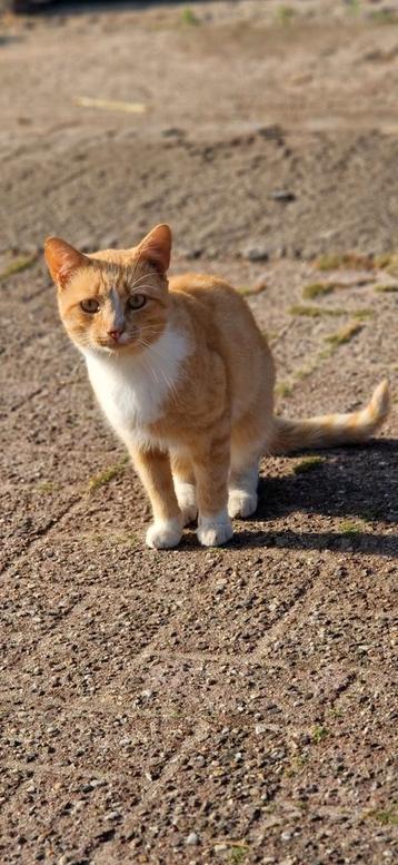 2 super lieve boerderij katers. beschikbaar voor biedingen
