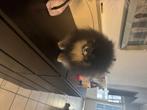 Pomeranian reu black&tan, Dieren en Toebehoren, Honden | Poolhonden, Keeshonden en Oertypen, Particulier, Keeshond, Reu, Buitenland