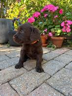 8 Schattige Labradoodle Pups nog 2 reutjes en 2 teefjes, Overige rassen, 8 tot 15 weken, Meerdere, Meerdere dieren