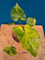 Philodendron Selloum Variegata p8 (5), Huis en Inrichting, Ophalen of Verzenden, Halfschaduw, Minder dan 100 cm