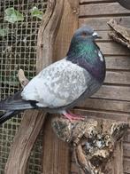 Koppel Cauchois, Dieren en Toebehoren, Vogels | Duiven, Meerdere dieren, Overige soorten