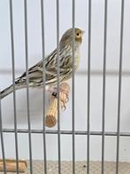 Agaatgeel mozaïek mannen, Dieren en Toebehoren, Vogels | Kanaries, Mannelijk, Kleurkanarie