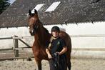 Zadelmak maken | Trailerladen | Schriktraining | longeren, Gedragstraining