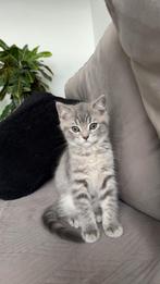 Britse korthaar kittens, Dieren en Toebehoren, Meerdere dieren, Kortharig, 0 tot 2 jaar