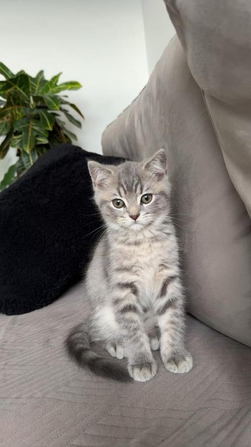 Britse korthaar kittens, Dieren en Toebehoren, Katten en Kittens | Overige Katten, Kortharig, Meerdere dieren, 0 tot 2 jaar
