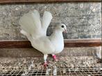 3 Pauwstaarten, Dieren en Toebehoren, Meerdere dieren, Overige soorten