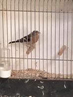 Europese vinkje, Dieren en Toebehoren, Wildzangvogel