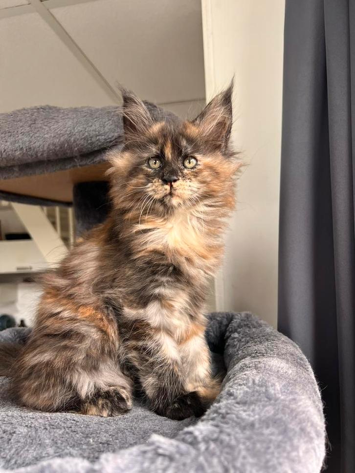 Prachtige Maine Coon Kittens Zoeken een Liefdevol Thuis, Dieren en Toebehoren, Katten en Kittens | Raskatten | Langhaar, Meerdere dieren
