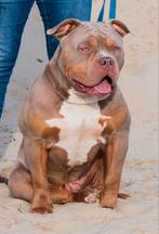 American Bully XL dekreu, Dieren en Toebehoren, België, Rabiës (hondsdolheid), Eén hond, Fokker | Professioneel