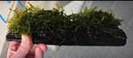 Kienhout met javamos, Dieren en Toebehoren, Vissen | Aquaria en Toebehoren, Ophalen of Verzenden, Zo goed als nieuw, Plant(en), Steen of Hout