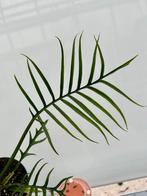 Philodendron Tortum - P11, Huis en Inrichting, Kamerplanten, Ophalen of Verzenden