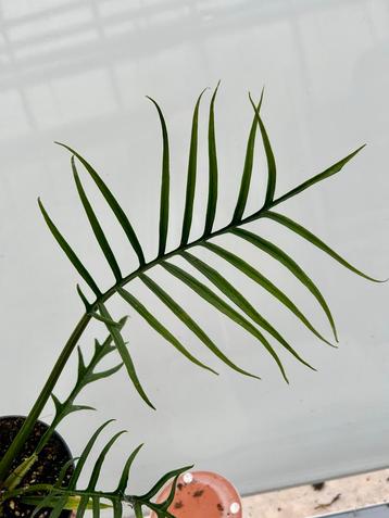 Philodendron Tortum - P11 beschikbaar voor biedingen