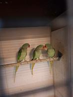 3 Alexander parkiet poppen met dna, Dieren en Toebehoren, Vrouwelijk, Parkiet, Geringd