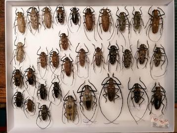 Grote verzameling boktorren longhorns Cerambycidae beschikbaar voor biedingen