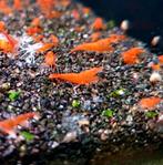 🎄🧡kerstactie🧡🎄High Grade Orange Sakura Sunkiss Garnalen!, Dieren en Toebehoren, Kreeft, Krab of Garnaal, Zoetwatervis, Schoolvis