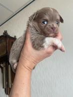 Chihuahua pupies / lees de advertentie 😘, Dieren en Toebehoren, Honden | Chihuahua's en Gezelschapshonden, CDV (hondenziekte)
