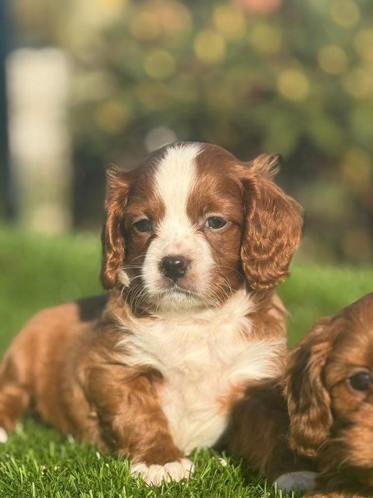 Te koop mooie Cavapoo pups, Dieren en Toebehoren, Honden | Niet-rashonden, Fokker | Professioneel, Meerdere, Nederland, 8 tot 15 weken