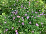 Geranium, Ophalen, Bodembedekkers, Volle zon, Vaste plant