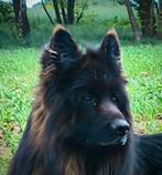 Duitse herder langstokhaar ter dekking aangeboden, Dieren en Toebehoren, Rabiës (hondsdolheid), Reu, 1 tot 2 jaar, Eén hond
