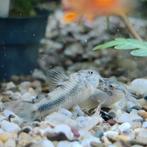 Aspidoras spilotus, Vis