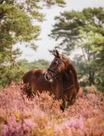 Super lieve ruin!, Dieren en Toebehoren, Paarden, Gechipt, Ruin, M, 170 tot 175 cm