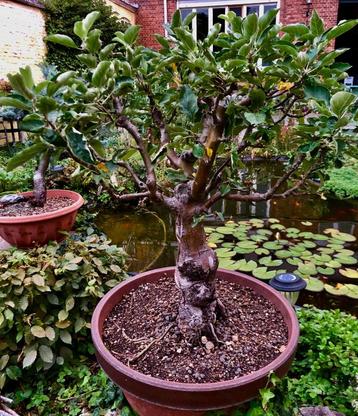 bonsai appel beschikbaar voor biedingen