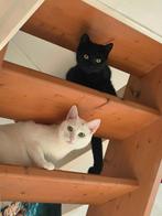 2 katten moeten ZSM weg, Dieren en Toebehoren, Katten en Kittens | Overige Katten, Meerdere dieren, Kortharig, 3 tot 5 jaar