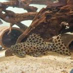 L172 A leporacanthicus Heterodon L nummer pleco, Vis