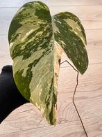 Monstera variegata albo cutting / stekje, Ophalen of Verzenden, Overige soorten, Minder dan 100 cm