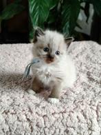Prachtige Ragdoll met een vleugje Nebelung kittens, Meerdere dieren, Gechipt, 0 tot 2 jaar