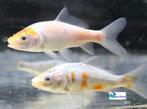 Koi (Euro B), Karper of Koi