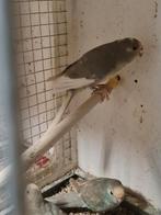 Kakariki pop, Dieren en Toebehoren, Vrouwelijk, Parkiet