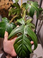 philodendron squamiferum stek, Huis en Inrichting, Kamerplanten, Ophalen of Verzenden, Halfschaduw, Minder dan 100 cm