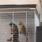 Bekijk advertenties., Meerdere dieren, Parkiet