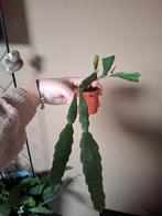 2 stekjes met wortel van  epiphyllum sarah courant, Ophalen, Halfschaduw, Minder dan 100 cm