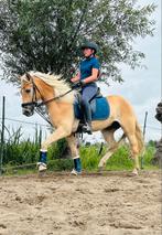 Grote maat haflinger ruin, Dieren en Toebehoren, Paarden, Ruin, 3 tot 6 jaar